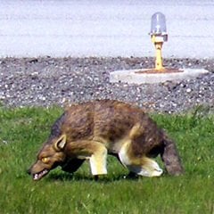 Bird-X Coyote 3D Predator Kuş Kovucu Maket Çakal
