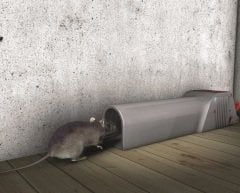 Fare Kapanı Boru Tipi Canlı Yakalama