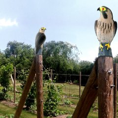 Bird-X Falcon Görsel Kuş Kovucu  Şahin Maketi